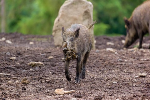 A wild boar or wild pig (Sus scrofa), runs across a clearing with food in its snout
