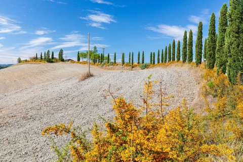 Hill with avenue of columnar cypresses (Cupressus sempervirens) near Siena, Tuscany, Italy, Europe