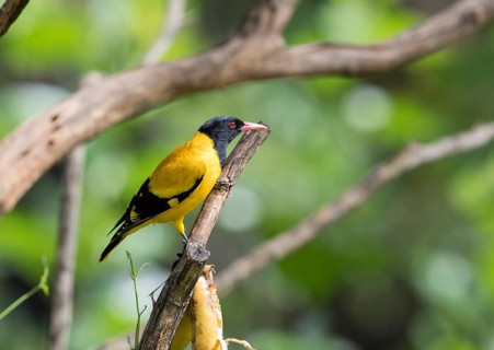 Black-headed oriole (Eurasian Golden Oriole xanthornus), Kaeng Krachan National Park, Thailand,