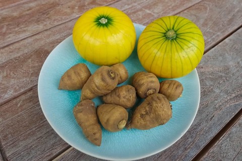 Chaerophyllum bulbosum, chervil turnip, chervil bulb, healthy root, courgette (Cucurbita pepo subsp