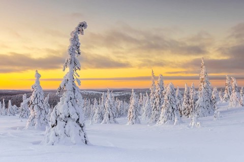 Tykky forest, snow covered spruce trees on the taiga at sunrise in winter, Riisitunturi National
