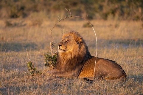 Lion (Panthera leo), horizontal portrait of a male. Savuti, Chobe National Park, Botswana, Africa
