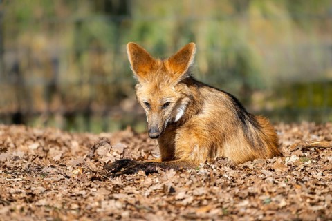 Maned wolf (Chrysocyon brachyurus) in a forest, captive, Germany, Europe