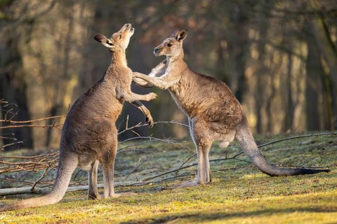 Eastern Gray Kangaroo (Macropus giganteus), two males fighting on a meadow, captive, occurance