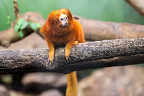 Golden lion tamarin (Leontopithecus rosalia), climbing on a tree, captive, Germany, Europe