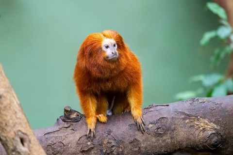 Golden lion tamarin (Leontopithecus rosalia), climbing on a tree, captive, Germany, Europe