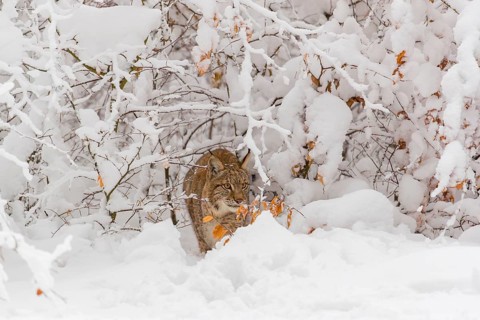 One young male Eurasian lynx, (Lynx lynx), walking through deep snow covered undergrowth in a