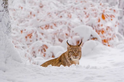 One young male Eurasian lynx, (Lynx lynx), walking through deep snow covered undergrowth in a