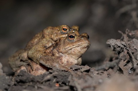 Common toad (Bufo bufo), pair, on the way to spawning waters, evening, toad migration, Bottrop,
