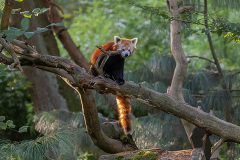 One red panda, Ailurus fulgens, sitting on a branch of a dead tree. Wonderful backlit scene