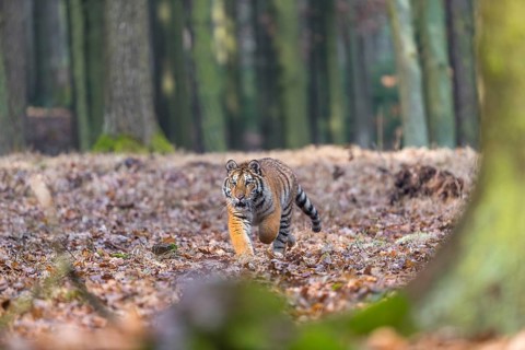 One young female Siberian Tiger, Panthera tigris altaica, running thru a forest