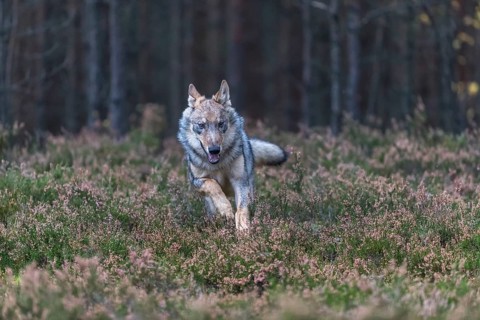 One young male eurasian gray wolf (Canis lupus lupus) running thru a forest with rocks and heather.