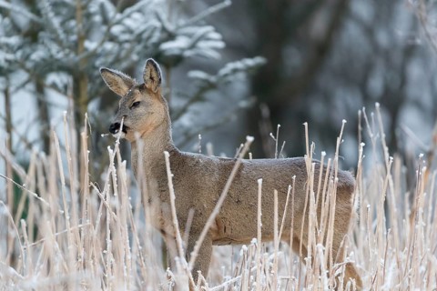 Roe deer standing in hoar frosted dead stinging nettle at minus 15 °C at sunrise. Licking off the