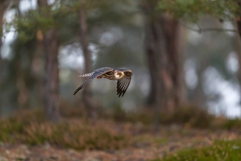 One female red-footed falcon (Falco vespertinus) flying at the edge of a forest. Green vegetation