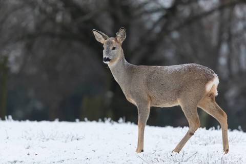 Roe deer standing in hoar frosted dead stinging nettle at minus 15 °C. Trees in background