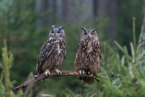 One female and one male Eurasian Eagle Owl, Bubo bubo, perched on a branch. A forest in the