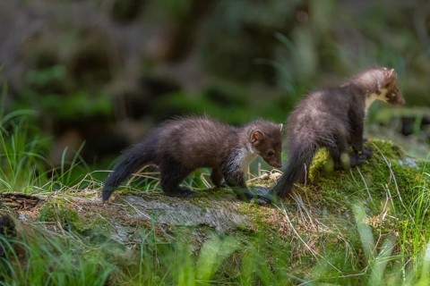 Two beech marten (Martes foina), playing on the forest floor between green vegetation