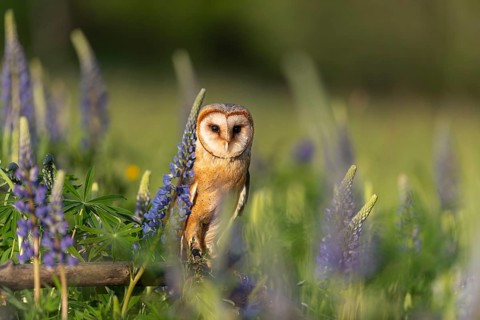 One barn owl (Tyto alba) sitting on a branch lying in a field of flowering lupines in late evening