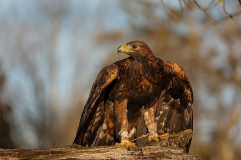 One golden eagle (Aquila chrysaetos) sitting on a broken and rotting log with fall foliage in the