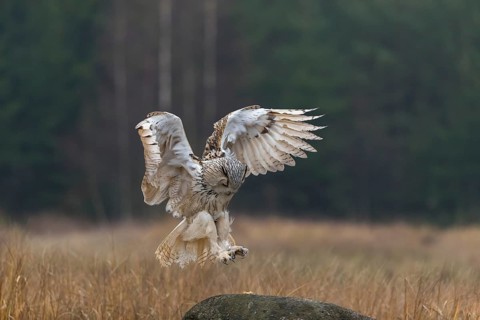 One Siberian Eagle Owl (Bubo bubo sibiricus) landing on a rock between tall reed grass lakeshore on