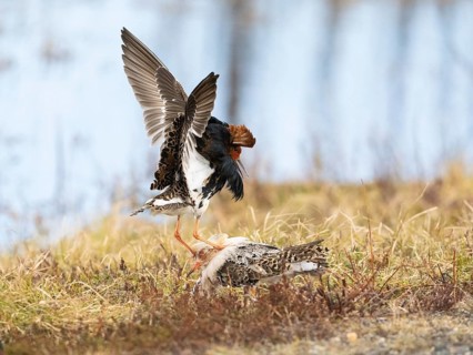 Ruff (Calidris pugnax) two males in breeding plumage at lek, fighting over female, Pokka, Finnish