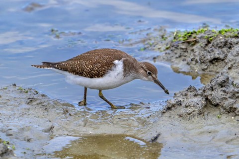 Common sandpiper (Actitis hypoleucos, Tringa hypoleucos) foraging for invertebrates in mud along