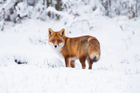 Red fox (Vulpes vulpes), on a snow covered field in the winter, looking over its shoulder, alert,