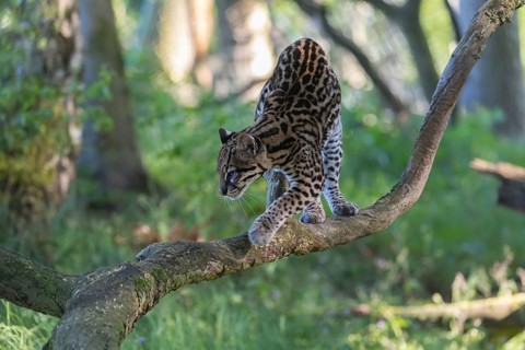 One Ozelot, Leopardus pardalis, walking on a fallen tree with green vegetation in the background