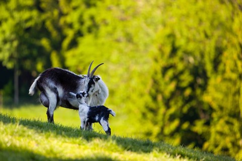 A female peacock goat (Capra aegagrus f. hircus) with her young is standing on a fresh green meadow