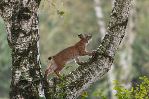 One young Eurasian lynx, (Lynx lynx), climbing up a birch tree, a forest in the background