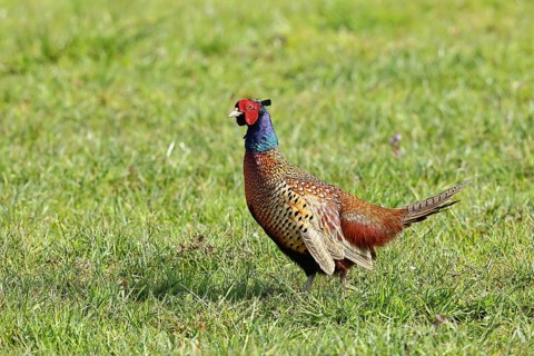 Pheasant, hunting pheasant (Phasianus colchicus), adult male bird in a meadow, wildlife, Lembruch,