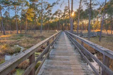 View along a moor bridge in the moor adventure trail, Otternhagener Moor, Resse, Neustadt am