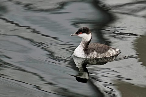 Slavonian Grebe (Podiceps auritus), adult, in adult plumage, winter plumage, swimming in Lake Zug,