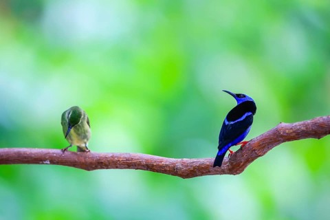 Red-footed honey suckers (Cyanerpes cyaneus), tanagers (Thraupidae), Alajuela, Costa Rica, Central