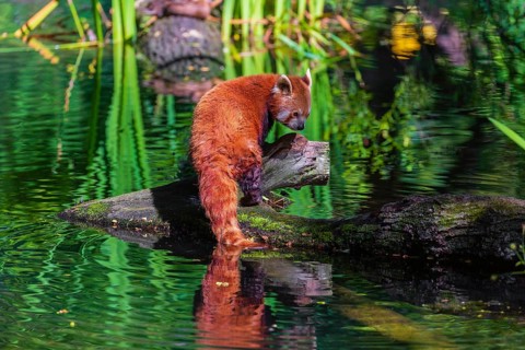 One red panda, Ailurus fulgens, balances over a log lying in the water