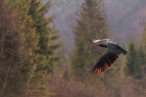 A Northern Bald Ibis, Hermit Ibis (Geronticus eremita) in flight in natural surroundings