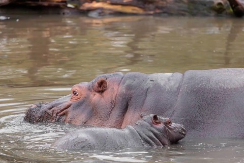 A baby hippopotamus (Hippopotamus amphibius) and its mother swimming in a river