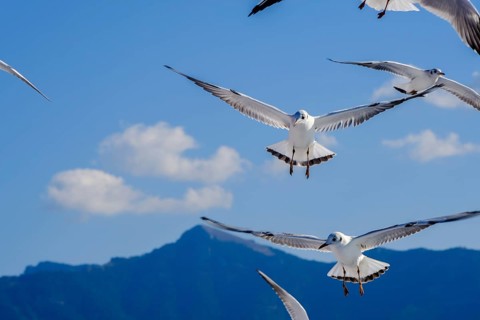 Limenas, Thassos, Greece - Seagulls accompany the Thassos Sea Lines ferry to Limenas. The capital