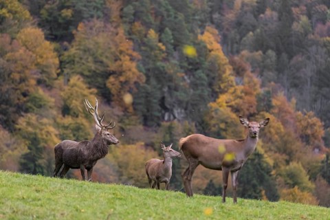 One red deer stag (Cervus elaphus) and some hind stand on a meadow on hilly ground during a storm.