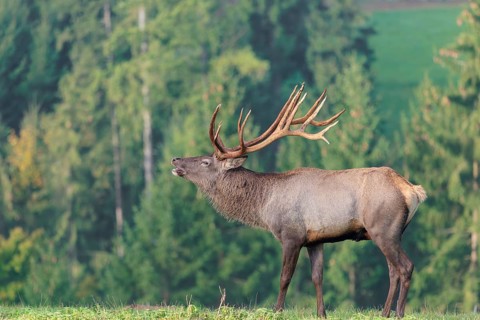 An Altai maral stag (Altai wapiti or Altai moose) (Cervus canadensis sibiricus) stands flehming on