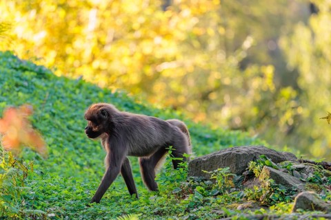 A female gelada (Theropithecus gelada), or bloodheart monkey, runs in beautiful light across a
