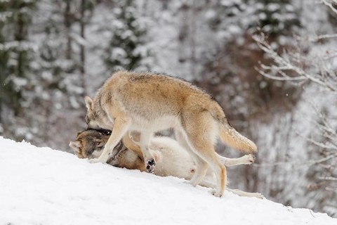 A young grey wolf (Canis lupus lupus) plays with its father on the sloping, snow-covered meadow on