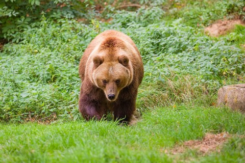 A Kamchatka brown bear (Ursus arctos piscator) runs across a meadow with tall grass between rocks