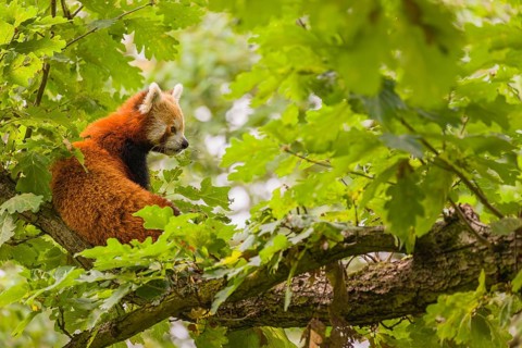 A Red Panda, Ailurus fulgens, sits high up on a branch in a tree, surrounded by green leaves