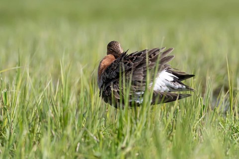 Black-tailed godwit (Limosa limosa), preening itself, plumage care, Ochsenmoor, Dümmer, Lemförde,