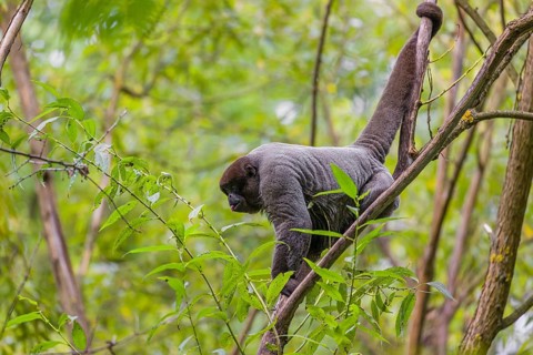 A common woolly monkey, brown woolly monkey, or Humboldt's woolly monkey (3) (Lagothrix