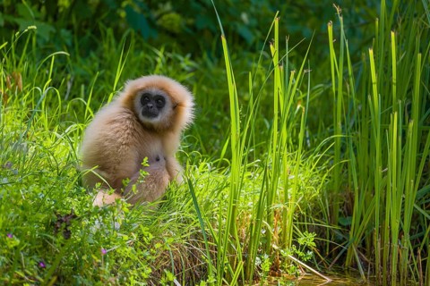 A White-handed gibbon, Hylobates lar, sits in tall grass