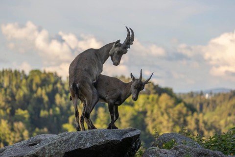 Two adult ibex (Capra ibex) standing on a rock, mating. Some green vegetation around and a forest