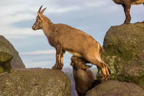 Two ibex (Capra ibex), a male and a female, stand on a rock. The male shows some flehming and