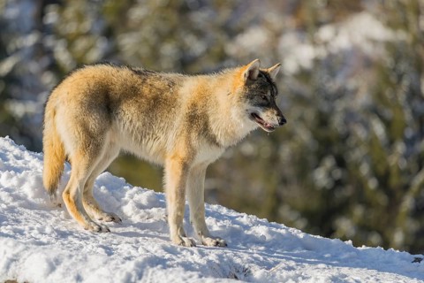 A young grey wolf (Canis lupus lupus) stands on a sloping, snow-covered meadow at the edge of a